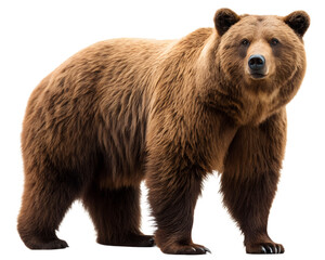 Big brown bear isolated on transparent background