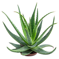 aloe vera isolated on transparent background