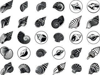 Seashell SVG Bundle