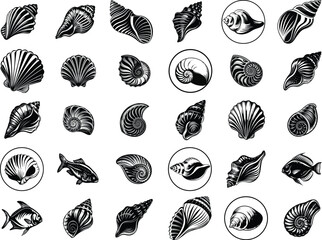 Seashell SVG Bundle