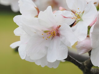 桜の季節