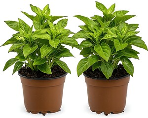 Obraz premium Two potted green plants.