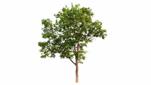 4K tree footage isolated on white background 