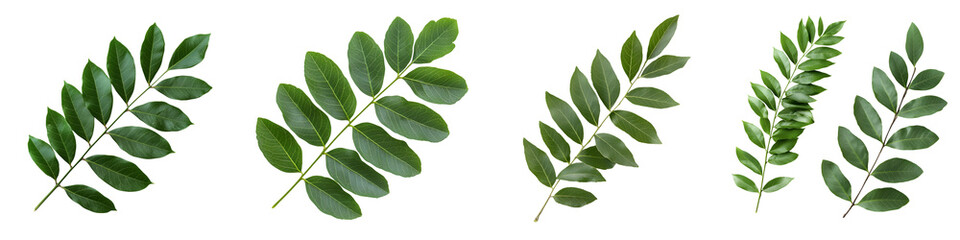 Obraz premium An arrangement of diverse green leaves and foliage showcasing the natural beauty and variety of plant life in an organic serene composition