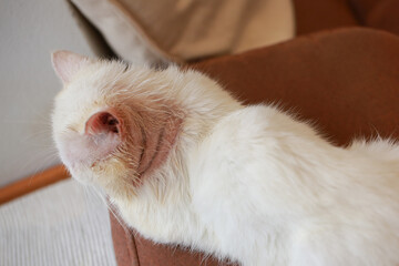 Microsporum canis in cat, cat with skin disease, poor cat