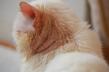 Microsporum canis in cat, cat with skin disease, poor cat