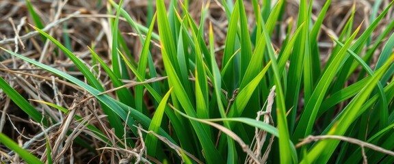 Vibrant green blades juxtaposed with brittle, brown dry grass, flora, countryside