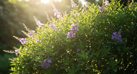Obraz premium Golden sunlight illuminates delicate purple flowers nestled in lush green foliage creating a serene summer scene.. AI Generated