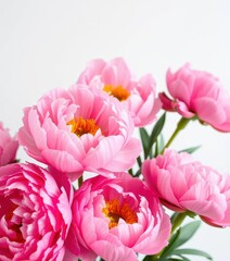 Obraz premium Close-up of lush pink peonies against a pure white backdrop, pink peonies, garden