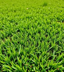 Obraz premium Close-up of lush, short-cut green grass on a golf course, showing texture and detail, botanical, fairway, landscape