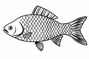fish on a white background