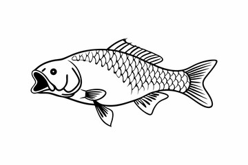 fish on a white background