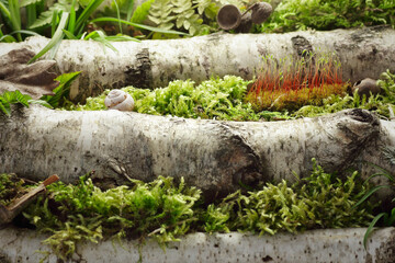 Green moss, leaves, snail on birch forest macro background. Product display. Empty space for design. Natural cosmetics concept. Wide banner or website header. Wildness, ecology, freshness concept