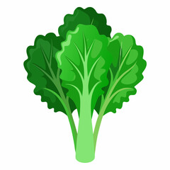 Rapini vegetable isolated vector