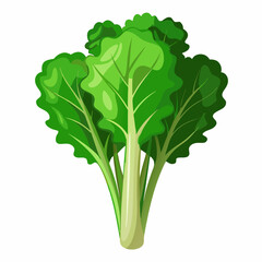 Rapini vegetable isolated vector