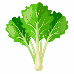 Rapini vegetable isolated vector