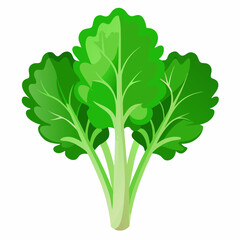 Rapini vegetable isolated vector