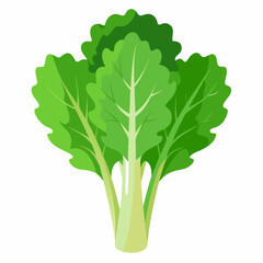 Rapini vegetable isolated vector