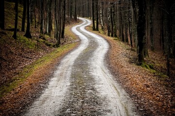 Obraz premium A Winding Path Through the Serene and Mystical Forest Landscape Leads Onward