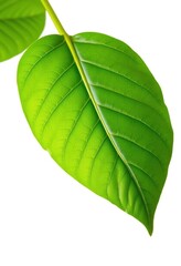 Obraz premium Single vibrant green cocoa leaf, isolated on pure white background, foliage, farming, botanical