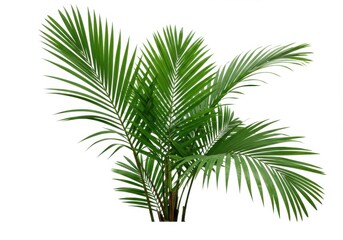 Naklejka premium Lush green palm fronds isolated