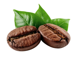 coffee bean brown roasted and leaves on transparent background,caffeine,espresso,seed