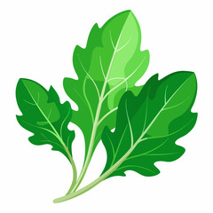 Arugula vegetable isolated vector