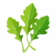 Arugula vegetable isolated vector
