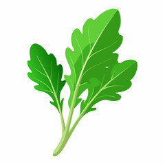 Arugula vegetable isolated vector