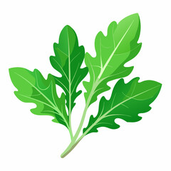 Arugula vegetable isolated vector
