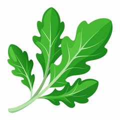 Arugula vegetable isolated vector