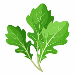 Arugula vegetable isolated vector