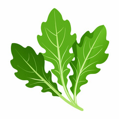 Fototapeta premium Arugula vegetable isolated vector