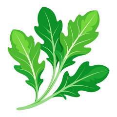 Arugula vegetable isolated vector