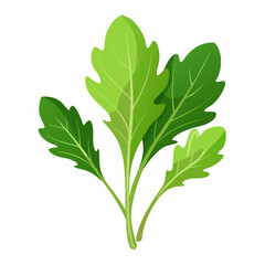 Arugula vegetable isolated vector