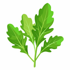 Arugula vegetable isolated vector