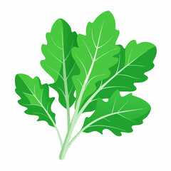 Arugula vegetable isolated vector