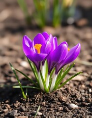 Naklejka premium Close-up vibrant purple crocus flowers emerging from spring soil, nature, spring bloom