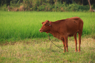 Calves are happily grazing in a rice field in Thailand., little cow