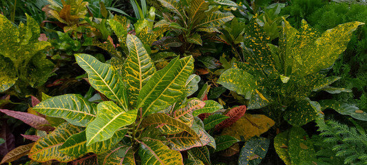 Croton Leaves in Garden. Beautiful natural croton plant in sunny day in park © Sabbir Digital