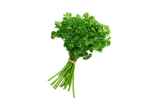 Fresh curly parsley bunch tied with twine on a transparent background. Healthy cooking ingredient.