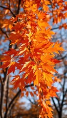 Vibrant orange leaves on a tree in Lincoln, Nebraska during autumn, fall colors, outdoors, sky