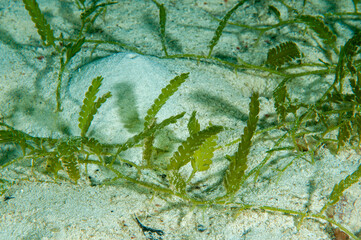 Marine algae, caulerpa toxifolia, Raja Ampat Indonesia.