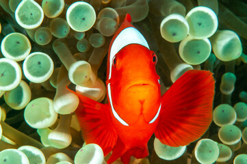 Spinecheek anemonefish, Premnas biaculeatus, in a bulb tentacle anemone, Entacmaea quadricolor,...