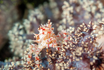 Soft coral crab, Hoplophrys oatesii, on Dendronephthya, Raja Ampat Indonesia