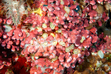 Nodular Coralline alga,  Lithophyllon sp., Raja Ampat Indonesia.