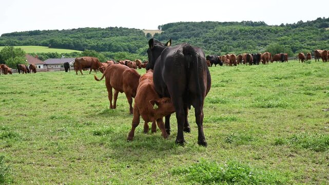 Brown cows and calves grazing and ruminating on a green pasture.
