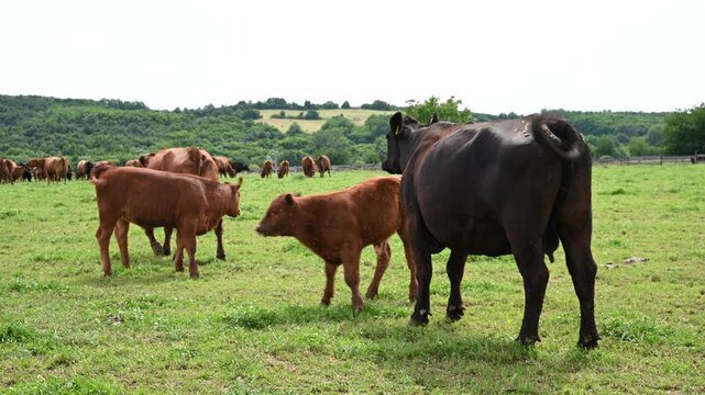 Brown cows and calves grazing and ruminating on a green pasture.