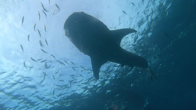 Giant whale shark is eating in Oslob, Cebu, Philippines.