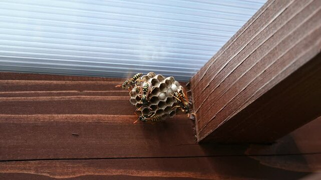 European wasp (Vespula germanica) building a nest to start a new colony